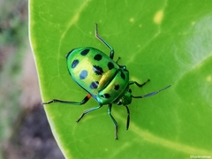 Chrysocoris purpureus