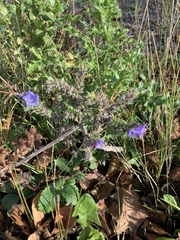 Echium vulgare