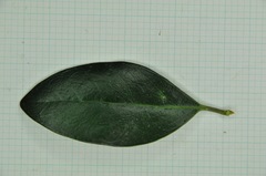 Ligustrum liukiuense