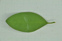 Ligustrum liukiuense