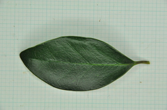 Ligustrum liukiuense