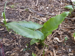 Zantedeschia aethiopica