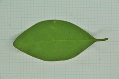 Ligustrum liukiuense