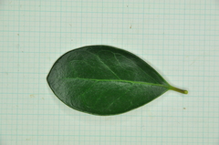Ligustrum liukiuense