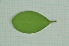 Ligustrum liukiuense