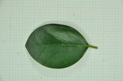 Ligustrum liukiuense