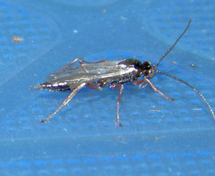 Ichneumon