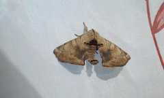 Apatelodes torrefacta