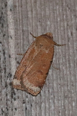 Abagrotis