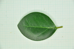 Ligustrum liukiuense