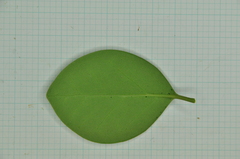 Ligustrum liukiuense