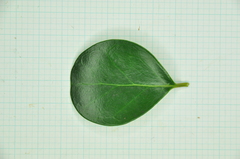 Ligustrum liukiuense
