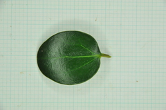 Ligustrum liukiuense