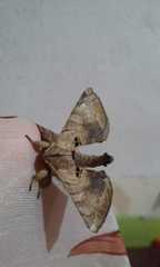 Apatelodes torrefacta