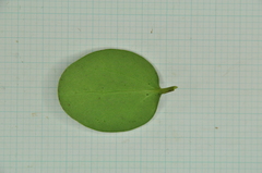 Ligustrum liukiuense