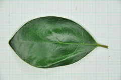 Ligustrum liukiuense