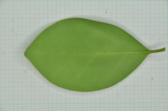 Ligustrum liukiuense