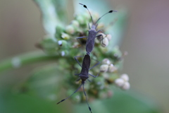 Chariesterus moestus