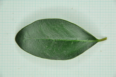 Ligustrum liukiuense