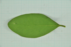 Ligustrum liukiuense