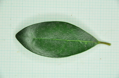 Ligustrum liukiuense