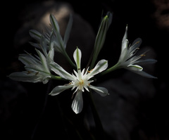 Vagaria parviflora