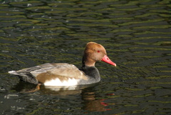 Netta rufina