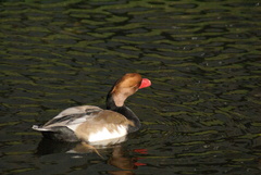 Netta rufina