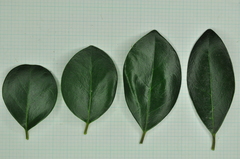 Ligustrum liukiuense