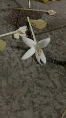 Hippobroma longiflora