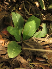 Stenorrhynchos albidomaculatum