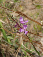 Murdannia gardneri