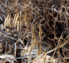 Bromus brachystachys