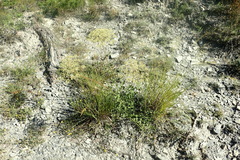 Laserpitium gallicum