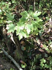 Ribes hirtellum