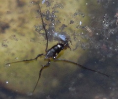 Rheumatobates rileyi