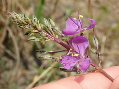 Murdannia gardneri
