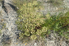 Laserpitium gallicum