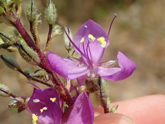 Murdannia gardneri