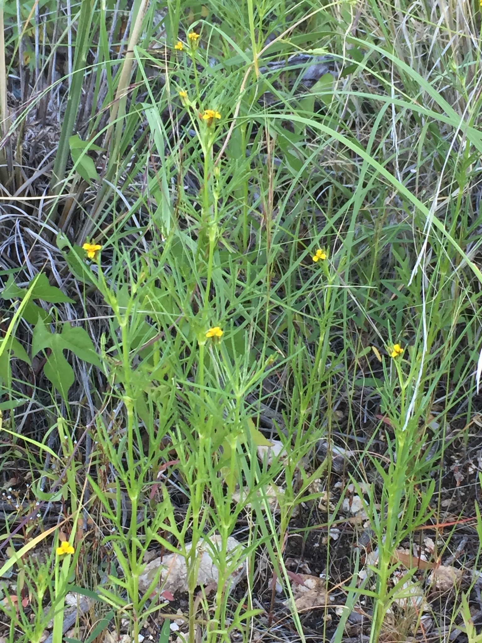 Bidens leptocephala