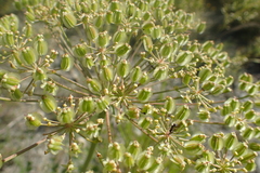 Laserpitium gallicum