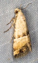 Pseudozarba orthopetes