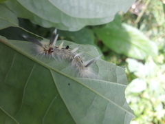 Apatelodes torrefacta