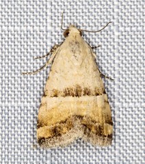 Pseudozarba orthopetes