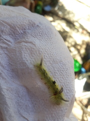 Apatelodes torrefacta