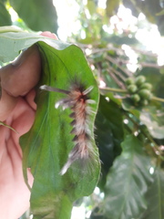 Apatelodes torrefacta