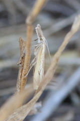 Agriphila attenuatus
