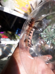 Apatelodes torrefacta