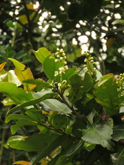 Prunus buxifolia