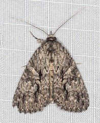 Crioa acronyctoides